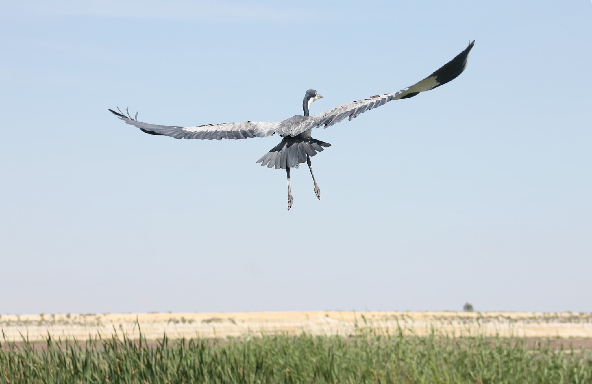 Black-headed Heron