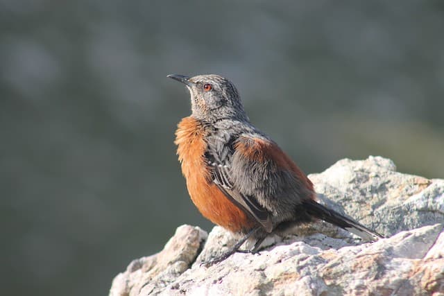 Cape Rock Jumper
