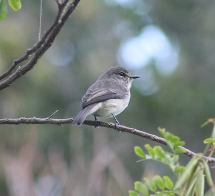 Dusky Flycatcher