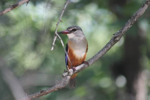 Grey-headed Kingfisher