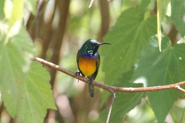 Orange-breasted Sunbird